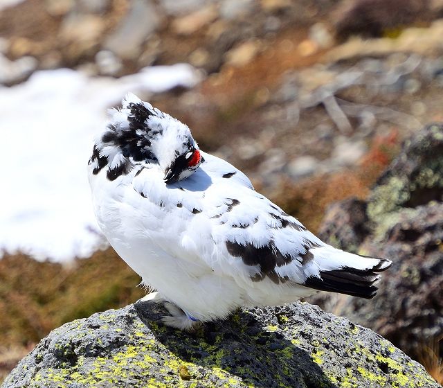 毛繕い中のオス雷鳥