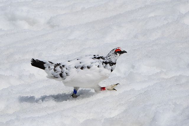 雷鳥は鳥だけど、飛ぶよりも歩く方が得意