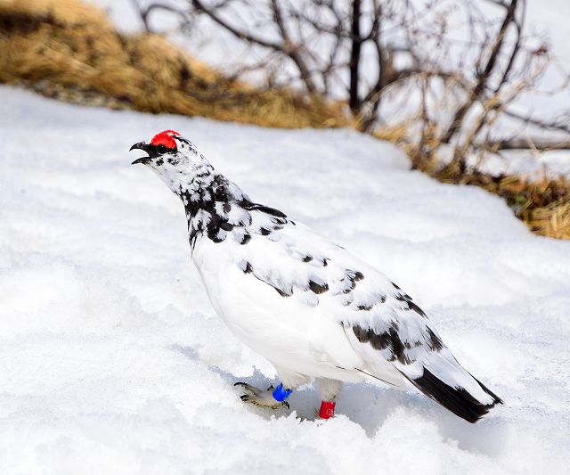 縄張りを主張して鳴き声で相手を威嚇するオス雷鳥