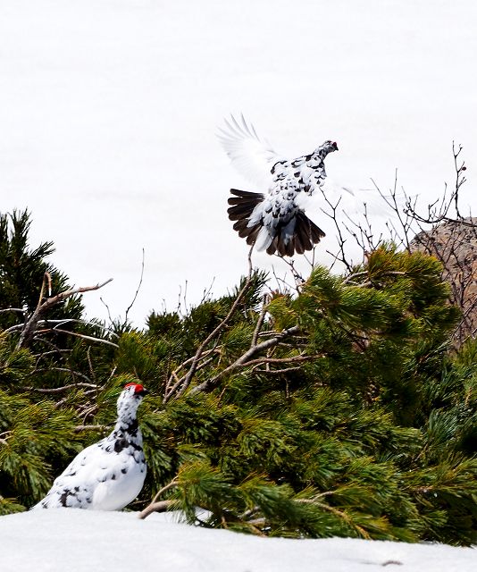 縄張り争いに負けて追い出され、飛んで逃げる雷鳥