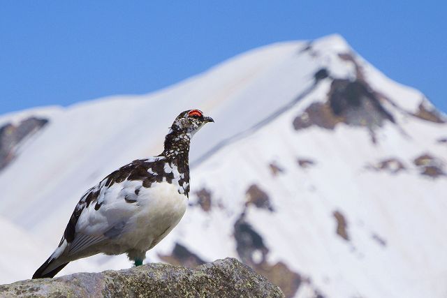 奥大日岳を背景に見張り中のオス雷鳥