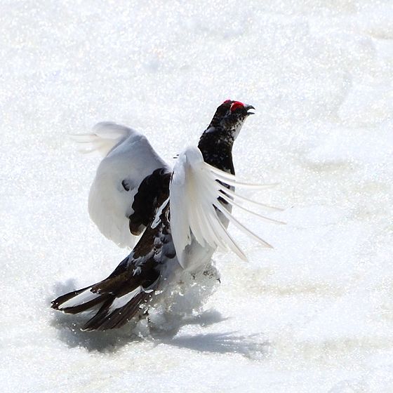 羽ばたく雷鳥