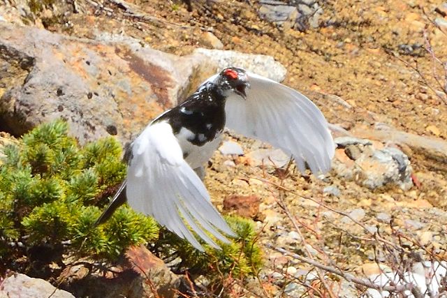 着地直前のオス雷鳥