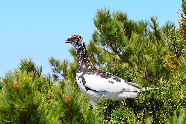 ハイマツで見張りするオス雷鳥