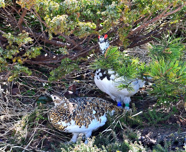 ハイマツの木陰で休む雷鳥のつがい