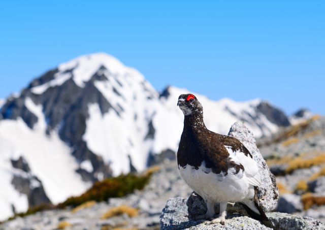 別山山頂のオス雷鳥、背景の山は剱岳