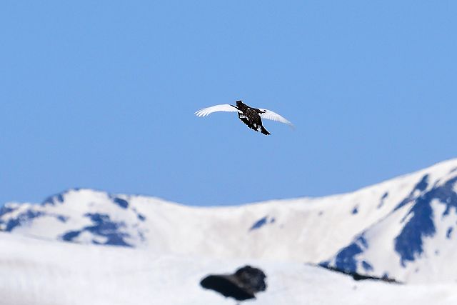 別山山頂、飛翔雷鳥