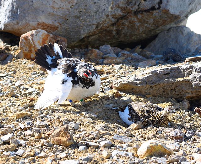 雷鳥の求愛行動１