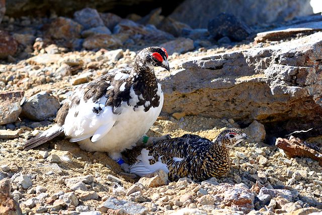 雷鳥の求愛行動２