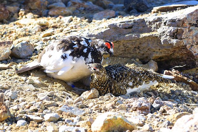 雷鳥の求愛行動３