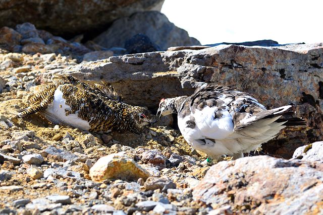 雷鳥の求愛行動４