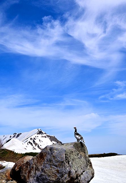 綺麗な青空と流れる巻雲の下、見張り雷鳥