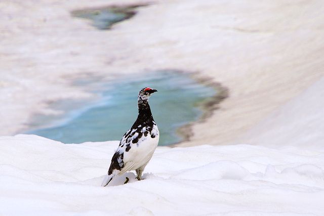 湖面の雪が融け始めたみくりが池とオス雷鳥