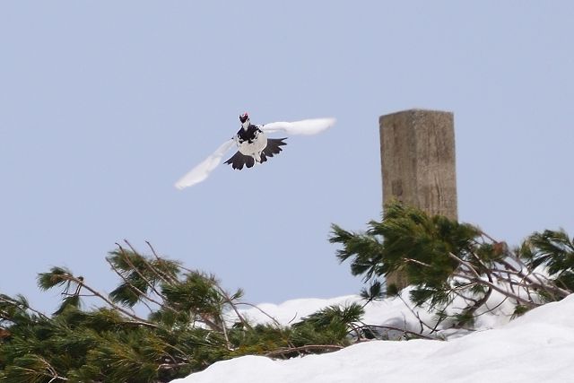 飛び立ったオス雷鳥