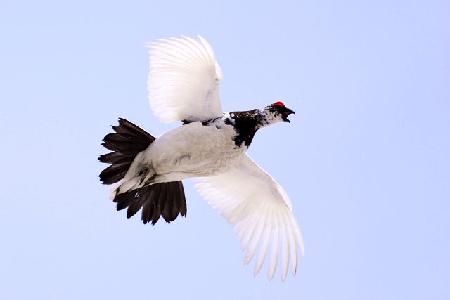 上空通過、鳴きながら飛ぶオス雷鳥