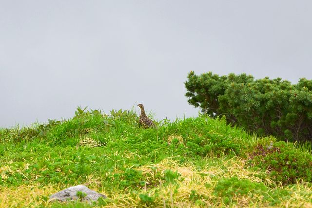 メス雷鳥