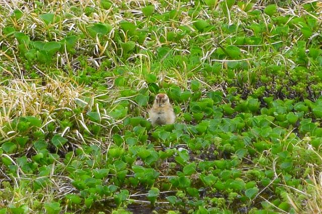 イワイチョウの群生の中にいる雷鳥ヒナ 1羽