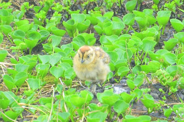 雷鳥ヒナ