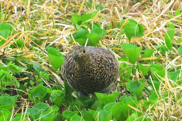 母雷鳥に睨まれたかな・・・