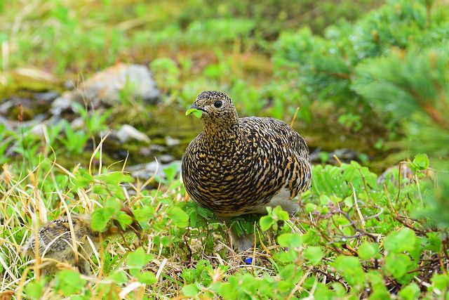 高山植物の葉を食べるメス雷鳥