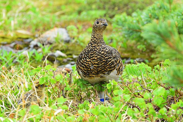 雷鳥親子