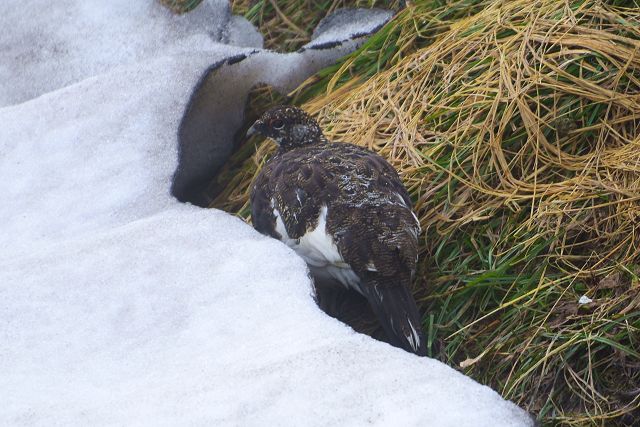 植生の雪融けの場所にいた雷鳥