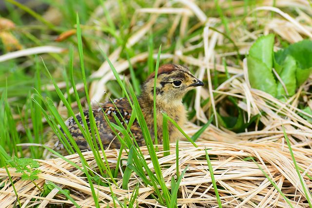 近くで見ると可愛いヒヨコ雷鳥