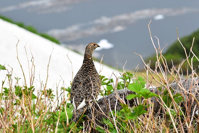 みくりが池を眺める雷鳥