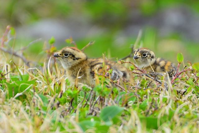 草地を歩くヒヨコ雷鳥 2羽