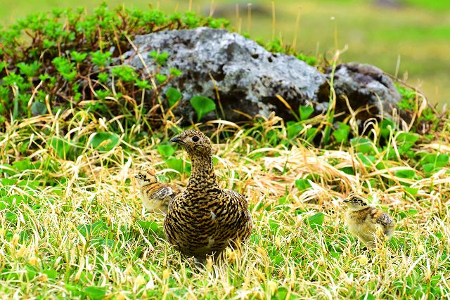 雷鳥の親子