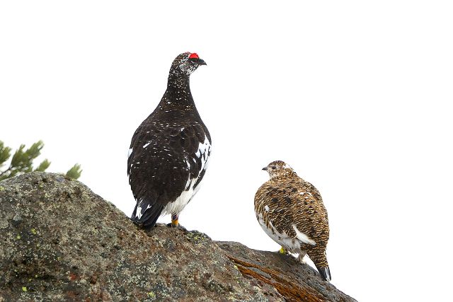 雷鳥のつがい