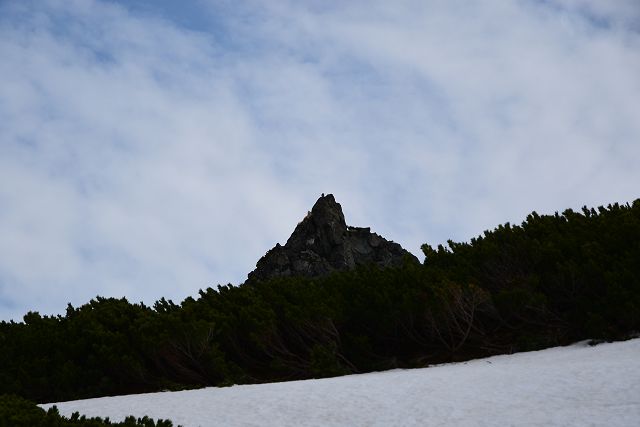 雷鳥坂、残雪期ルート近くの岩の上で見張りする雷鳥