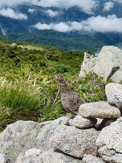 大日岳山頂の雷鳥