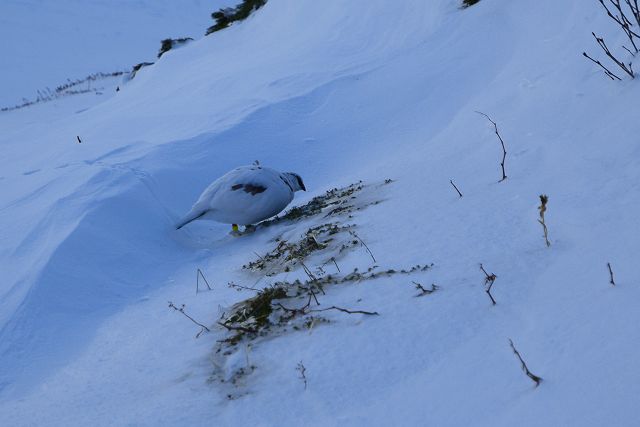 風衝地で露出した高山植物を啄む雷鳥