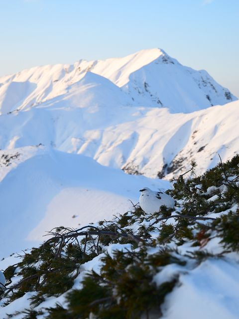 オス雷鳥と奥大日岳