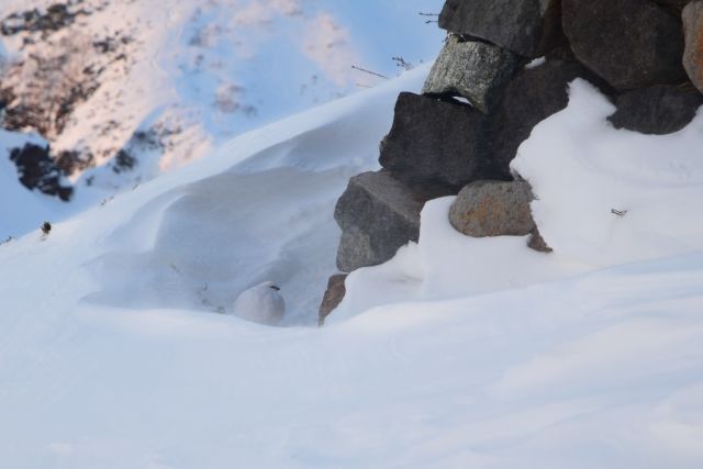 みくりが池温泉の石垣下の雪の吹き溜まりで休憩する雷鳥