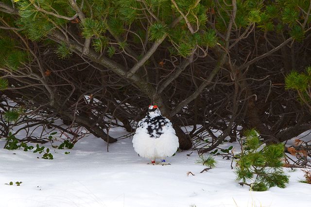 ハイマツの下で休む雷鳥