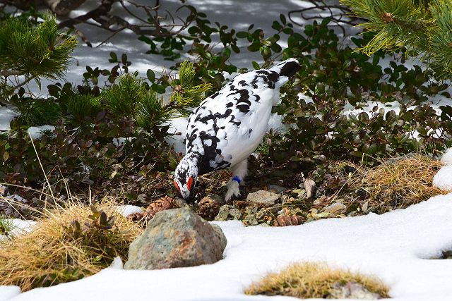 お食事中の雷鳥