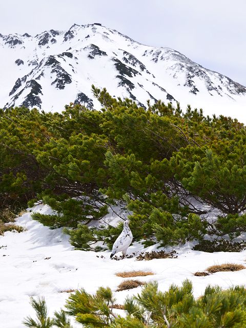 雷鳥と立山