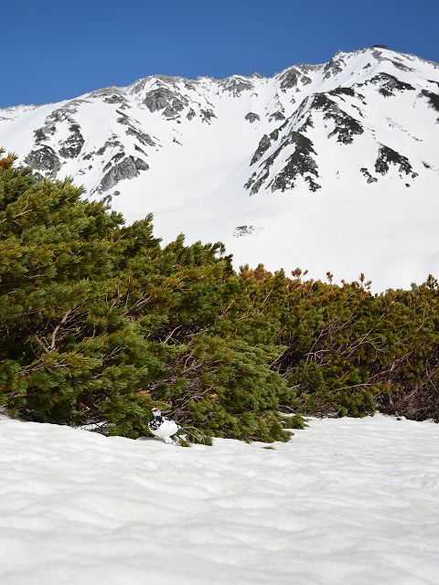 雷鳥と快晴の立山