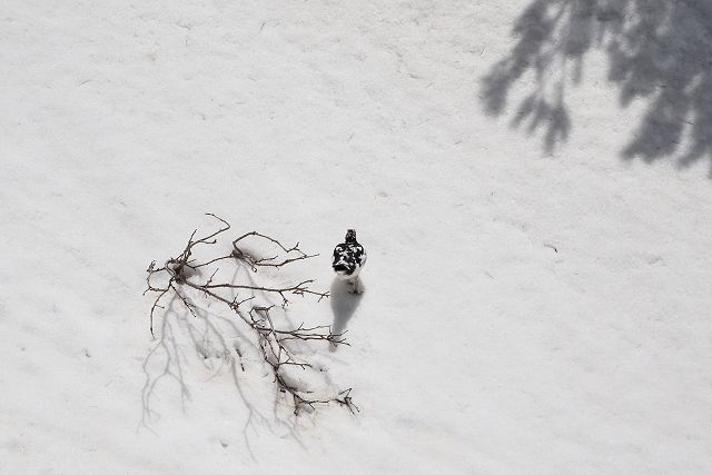 漸く見つけた雷鳥