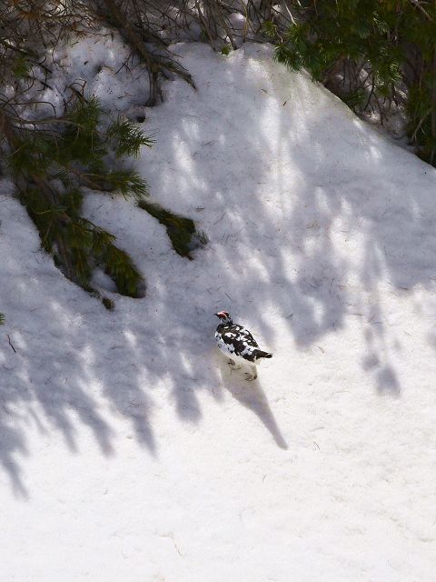 急な雪面をガシガシ登ってハイマツの木陰に向かうオス雷鳥