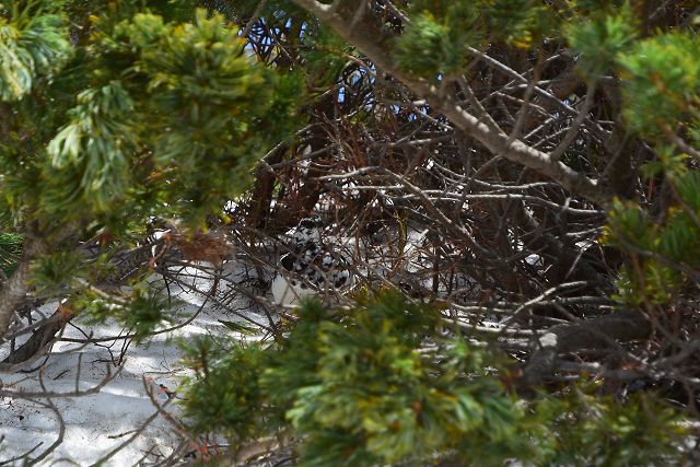 お昼前、暑いのでハイマツの中に入って休憩する雷鳥