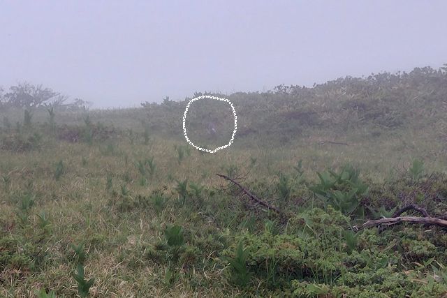 太郎平の雷鳥