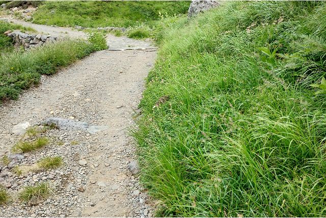 天狗平の登山道で雷鳥を見たよ