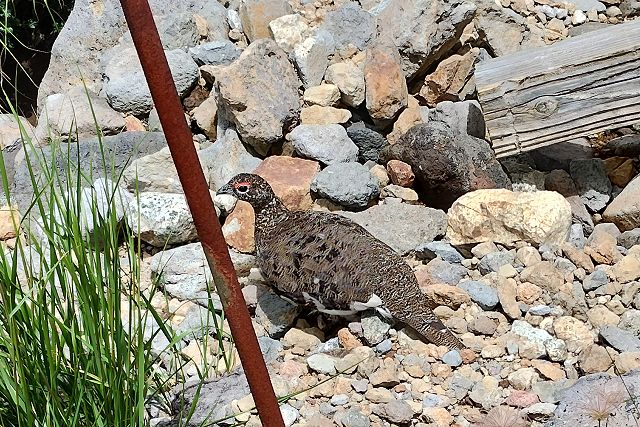 あと少しで室堂平の平地へ上がる登山道脇に雷鳥