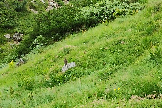 高山植物を啄む雷鳥