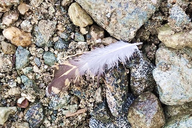 登山道に落ちていた雷鳥の羽