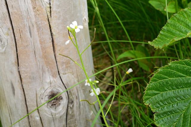 ミヤマハタザオの茎と花