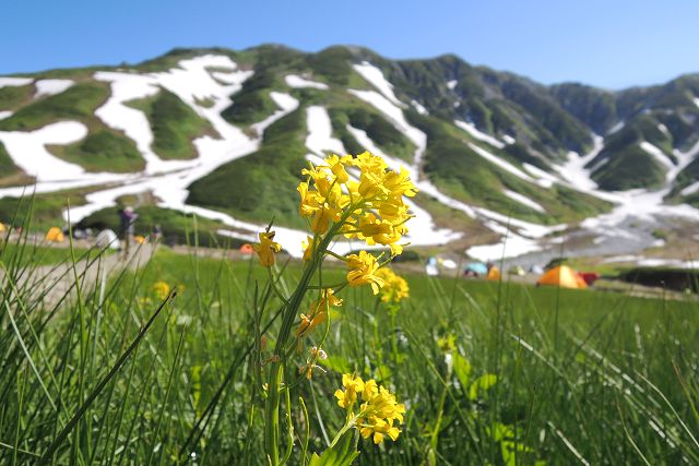 ミヤマガラシと別山